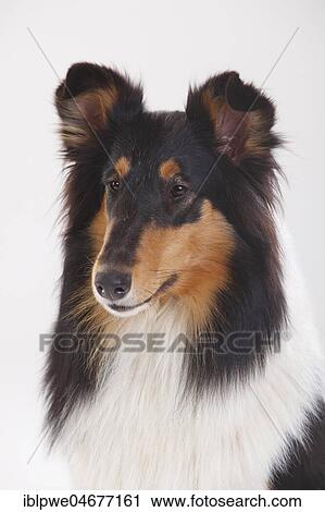 Longhair collie, bitch, black-tri, animal portrait View Large Photo Image Stock Image - Longhair collie, bitch, black-tri, animal portrait. Fotosearch
