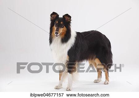 Longhair collie, bitch, black-tri, standing View Large Photo Image Stock Photo - Longhair collie, bitch, black-tri, standing. Fotosearch