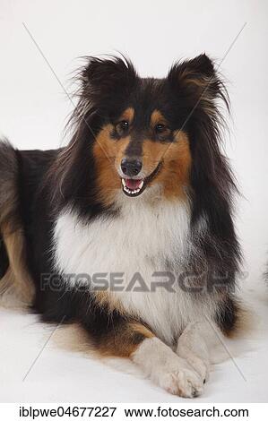 Longhair collie, bitch, black-tri, animal portrait, lying View Large Photo Image Stock Photo - Longhair collie, bitch, black-tri, animal portrait, lying. Fotosearch