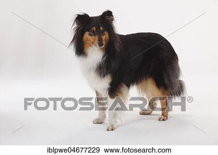 Longhair collie, bitch, black-tri, standing View Large Photo Image Stock Photo - Longhair collie, bitch, black-tri, standing. Fotosearch