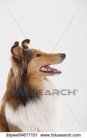 Longhair collie, female, animal portrait, side view View Large Photo Image Stock Image - Longhair collie, female, animal portrait, side view. Fotosearch