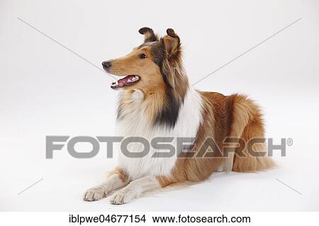 Longhair collie, female, lying View Large Photo Image Picture - Longhair collie, female, lying. Fotosearch