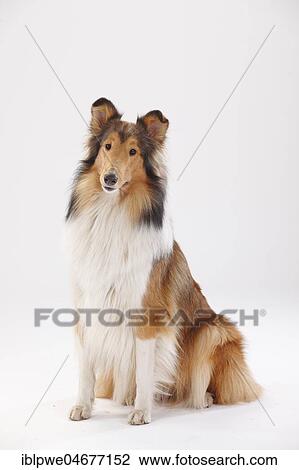 Longhair collie, female, sitting View Large Photo Image Stock Image - Longhair collie, female, sitting. Fotosearch