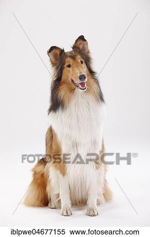 Stock Photography - Longhair collie, female, sitting. Fotosearch