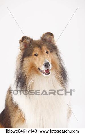 Stock Image - Longhair collie, male, animal portrait. Fotosearch