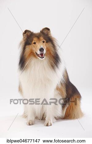 Stock Photo - Longhair collie, male, sitting. Fotosearch
