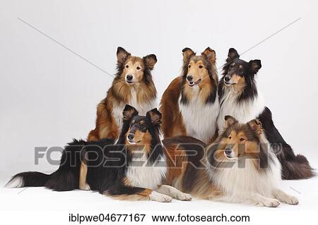 Longhair collies, male and female, animal group, sitting View Large Photo Image Stock Photo - Longhair collies, male and female, animal group, sitting. Fotosearch