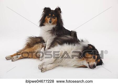 Stock Photo - Longhair collies, pair, black-tri, lying on top of each other. Fotosearch