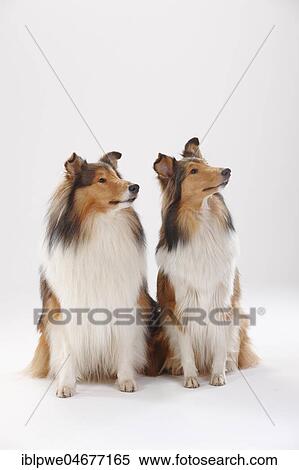 Longhair collies, pair, sitting View Large Photo Image Stock Photography - Longhair collies, pair, sitting. Fotosearch