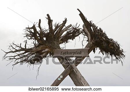 Lotharpfad, a nature trail near Schliffkopf, following the damaged caused by the Lothar storm, hurricane, Black Forest, Baden-Wuerttemberg, Germany, Europe View Large Photo Image Stock Photography - Lotharpfad, a nature trail near Schliffkopf, following the damaged caused by the Lothar storm, hurricane, Black Forest, Baden-Wuerttemberg, Germany, Europe. Fotosearch