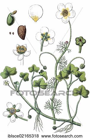 Lvy-leaved Crowfoot (Ranunculus hederaceus), left, Fan-leaved Water-crowfoot (Ranunculus circinatus), right, medicinal plant, useful plant, chromolithograph, circa 1790 View Large Photo Image Stock Photo - Lvy-leaved Crowfoot (Ranunculus hederaceus), left, Fan-leaved Water-crowfoot (Ranunculus circinatus), right, medicinal plant, useful plant, chromolithograph, circa 1790. Fotosearch