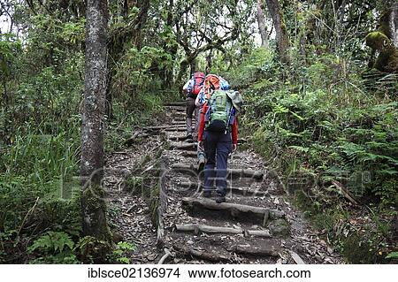 Machame Route, beginning of the ascent of Mount Kilimanjaro through tropical rainforest, Tanzania, Africa View Large Photo Image Picture - Machame Route, beginning of the ascent of Mount Kilimanjaro through tropical rainforest, Tanzania, Africa. Fotosearch