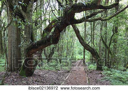 Stock Image - Machame Route, beginning of the ascent of Mount Kilimanjaro through tropical rainforest, Tanzania, Africa. Fotosearch