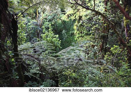 Stock Photo - Machame Route, beginning of the ascent of Mount Kilimanjaro through tropical rainforest, Tanzania, Africa. Fotosearch