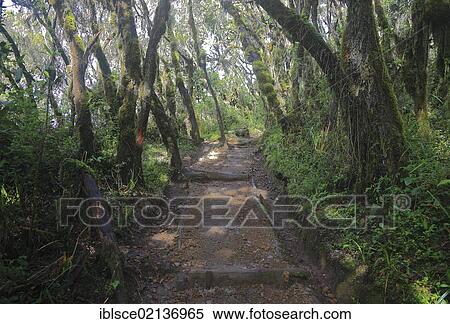 Stock Photography - Machame Route, beginning of the ascent of Mount Kilimanjaro through tropical rainforest, Tanzania, Africa. Fotosearch