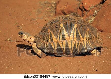 Madagascan Radiated Tortoise (Geochelone radiata), Berenty Reserve, Madagascar, Africa View Large Photo Image Stock Photo - Madagascan Radiated Tortoise (Geochelone radiata), Berenty Reserve, Madagascar, Africa. Fotosearch