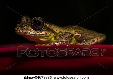 Madagascar frog (Boophis idae) sits on leaf, Andasibe National Park, Madagascar, Africa View Large Photo Image Stock Photography - Madagascar frog (Boophis idae) sits on leaf, Andasibe National Park, Madagascar, Africa. Fotosearch