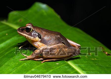 Madagascar frog species (Aglyptodactylus madagascariensis) sits on leaf, male, Andasibe National Park, Madagascar, Africa View Large Photo Image Stock Image - Madagascar frog species (Aglyptodactylus madagascariensis) sits on leaf, male, Andasibe National Park, Madagascar, Africa. Fotosearch