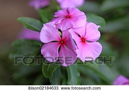 Madagascar Periwinkle (Catharanthus roseus), flowering, medicinal plant, Berenty Reserve, Madagascar, Africa View Large Photo Image Stock Image - Madagascar Periwinkle (Catharanthus roseus), flowering, medicinal plant, Berenty Reserve, Madagascar, Africa. Fotosearch