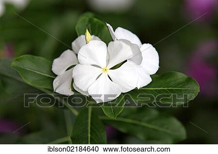 Madagascar Periwinkle (Catharanthus roseus), white flowers, medicinal plant, Berenty Reserve, Madagascar, Africa View Large Photo Image Stock Image - Madagascar Periwinkle (Catharanthus roseus), white flowers, medicinal plant, Berenty Reserve, Madagascar, Africa. Fotosearch