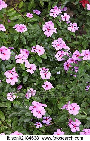 Madagascar Periwinkle (Catharanthus roseus), flowering, medicinal plant, Berenty Reserve, Madagascar, Africa View Large Photo Image Stock Photo - Madagascar Periwinkle (Catharanthus roseus), flowering, medicinal plant, Berenty Reserve, Madagascar, Africa. Fotosearch