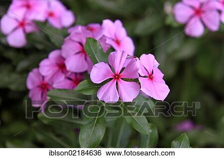 Madagascar Periwinkle (Catharanthus roseus), flowering, medicinal plant, Berenty Reserve, Madagascar, Africa View Large Photo Image Stock Photograph - Madagascar Periwinkle (Catharanthus roseus), flowering, medicinal plant, Berenty Reserve, Madagascar, Africa. Fotosearch
