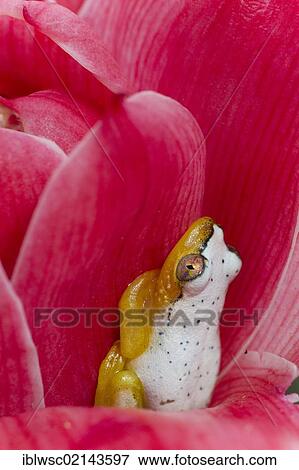 Stock Photo - Madagascar Reed Frog (Heterixalus madagascariensis), frog changes colour by day and night, between petals, Madagascar, Africa. Fotosearch