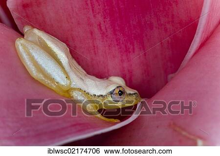 Stock Photograph - Madagascar Reed Frog (Heterixalus madagascariensis), frog changes colour by day and night, Madagascar, Africa. Fotosearch