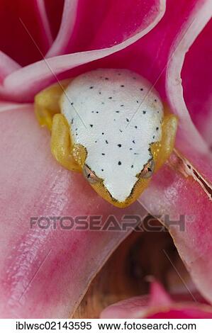 Stock Photography - Madagascar Reed Frog (Heterixalus madagascariensis), frog changes colour by day and night, between petals, Madagascar, Africa. Fotosearch