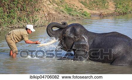 Stock Image - Mahout washes his Indian elephant (Elephas maximus indicus) in the river, Kaziranga National Park, Assam, India, Asia. Fotosearch