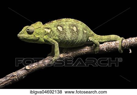 Stock Photo - Malagasy giant chameleon (Furcifer oustaleti) on branch, Antananarivo, Madagascar, Africa. Fotosearch