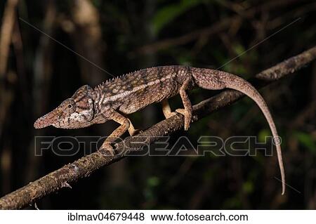 Stock Photo - Male rhino chameleon (Furcifer rhinoceratus) on branch, Ankarafantsika National Park, Boeny, Madagascar, Africa. Fotosearch