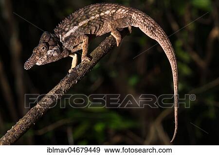 Male rhino chameleon (Furcifer rhinoceratus) on branch, Ankarafantsika National Park, Boeny, Madagascar, Africa View Large Photo Image Stock Photo - Male rhino chameleon (Furcifer rhinoceratus) on branch, Ankarafantsika National Park, Boeny, Madagascar, Africa. Fotosearch