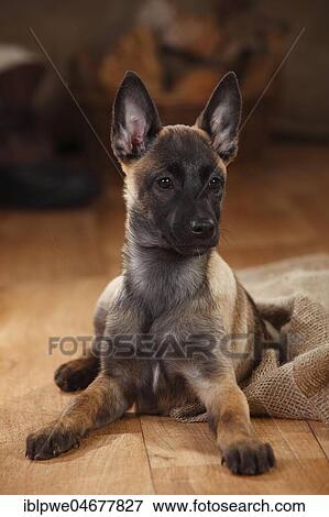 Stock Photo - Malinois, puppy, 3 months, lying on the ground with his front legs outstretched. Fotosearch