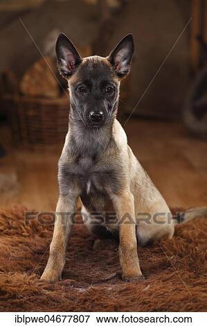 Malinois, puppy, 3 months, sits on coat View Large Photo Image Stock Photo - Malinois, puppy, 3 months, sits on coat. Fotosearch