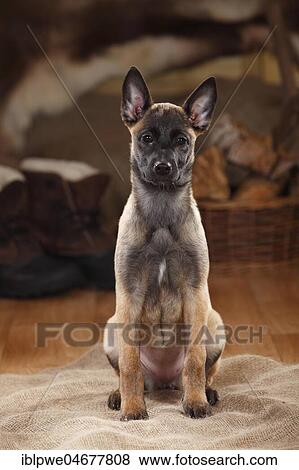 Stock Photo - Malinois, puppy, 3 months, sitting. Fotosearch