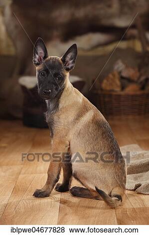 Malinois, puppy, 3 months, sitting, lateral View Large Photo Image Stock Photo - Malinois, puppy, 3 months, sitting, lateral. Fotosearch