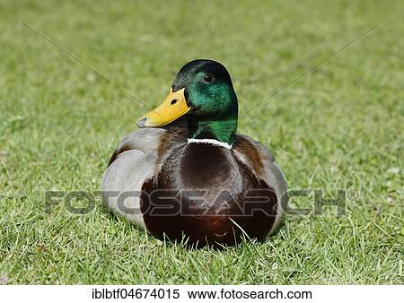 Mallard (Anas platyrhynchos), drake sits in meadow, Germany, Europe View Large Photo Image Stock Photography - Mallard (Anas platyrhynchos), drake sits in meadow, Germany, Europe. Fotosearch