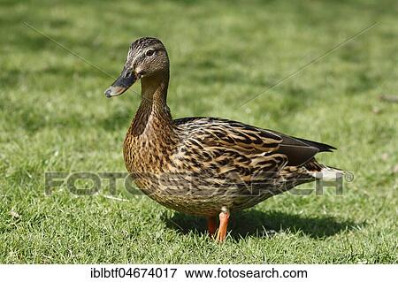 Mallard (Anas platyrhynchos), female stands in a meadow, Germany, Europe View Large Photo Image Stock Photo - Mallard (Anas platyrhynchos), female stands in a meadow, Germany, Europe. Fotosearch
