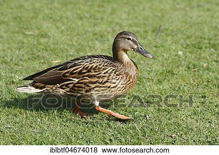 Mallard (Anas platyrhynchos), female runs in a meadow, Germany, Europe View Large Photo Image Stock Photo - Mallard (Anas platyrhynchos), female runs in a meadow, Germany, Europe. Fotosearch