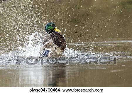 Mallard (Anas platyrhynchos) in the water, drake bathing, Nettetal, North Rhine-Westphalia, Germany, Europe View Large Photo Image Picture - Mallard (Anas platyrhynchos) in the water, drake bathing, Nettetal, North Rhine-Westphalia, Germany, Europe. Fotosearch