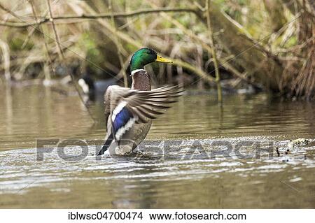 Picture - Mallard (Anas platyrhynchos) in the water, drake bathing, Nettetal, North Rhine-Westphalia, Germany, Europe. Fotosearch