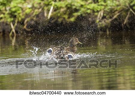 Stock Image - Mallard (Anas platyrhynchos) in the water, female bathing, Nettetal, North Rhine-Westphalia, Germany, Europe. Fotosearch