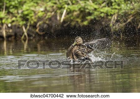 Mallard (Anas platyrhynchos) in the water, female bathing, Nettetal, North Rhine-Westphalia, Germany, Europe View Large Photo Image Stock Image - Mallard (Anas platyrhynchos) in the water, female bathing, Nettetal, North Rhine-Westphalia, Germany, Europe. Fotosearch