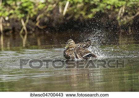 Stock Image - Mallard (Anas platyrhynchos) in the water, female bathing, Nettetal, North Rhine-Westphalia, Germany, Europe. Fotosearch