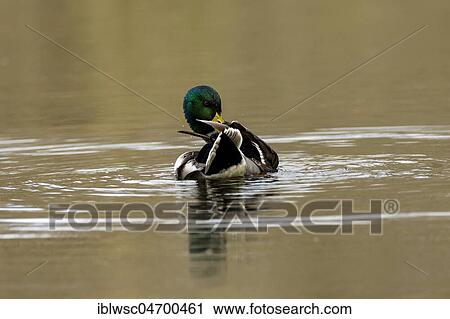 Mallard (Anas platyrhynchos) in the water, drake, Nettetal, North Rhine-Westphalia, Germany, Europe View Large Photo Image Stock Image - Mallard (Anas platyrhynchos) in the water, drake, Nettetal, North Rhine-Westphalia, Germany, Europe. Fotosearch