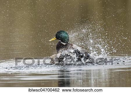 Mallard (Anas platyrhynchos) in the water, drake bathing, Nettetal, North Rhine-Westphalia, Germany, Europe View Large Photo Image Stock Image - Mallard (Anas platyrhynchos) in the water, drake bathing, Nettetal, North Rhine-Westphalia, Germany, Europe. Fotosearch