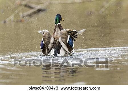 Mallard (Anas platyrhynchos) in the water, drake bathing, Nettetal, North Rhine-Westphalia, Germany, Europe View Large Photo Image Stock Image - Mallard (Anas platyrhynchos) in the water, drake bathing, Nettetal, North Rhine-Westphalia, Germany, Europe. Fotosearch