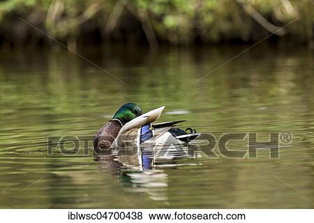 Stock Photo - Mallard (Anas platyrhynchos) in the water, drake, Nettetal, North Rhine-Westphalia, Germany, Europe. Fotosearch