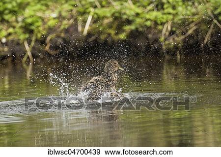 Stock Photo - Mallard (Anas platyrhynchos) in the water, female bathing, Nettetal, North Rhine-Westphalia, Germany, Europe. Fotosearch